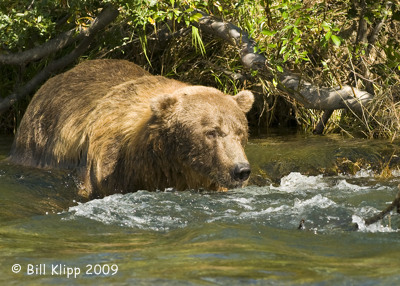 Brown Bear, Hallo Bay Alaska 3