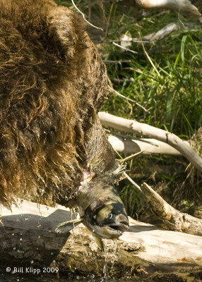 Brown Bear, Hallo Bay Alaska 4