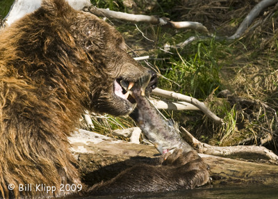 Brown Bear, Hallo Bay Alaska 5