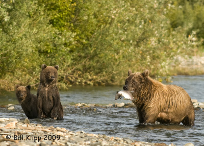 Brown Bears, Hallo Bay Alaska 6