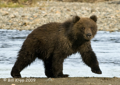 Brown Bear Cub, Hallo Bay Alaska 8