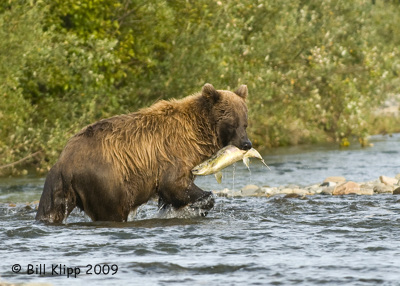 Brown Bear, Hallo Bay Alaska 10
