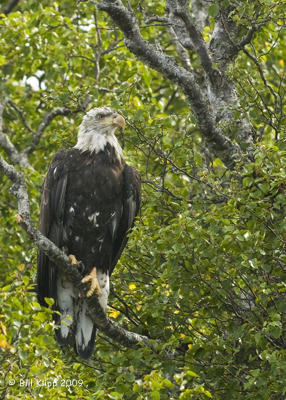 Bald Eagle, Hallo Bay Alaska  3