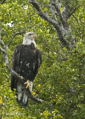 o3/57/566457/1/117095397.A5DZvmzg.BirdsAlask_g0905a.JPG