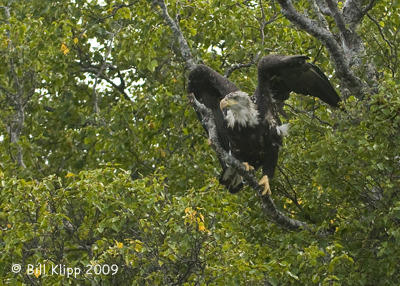 Bald Eagle, Hallo Bay Alaska  2