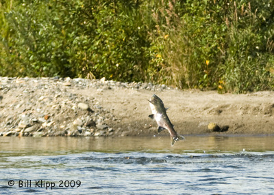 Pink Salmon, Hallo Bay Alaska 1