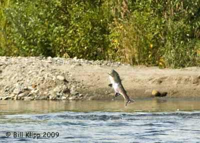 o3/57/566457/1/117095399.PZJILMou.FishAlaska_ug099a.JPG