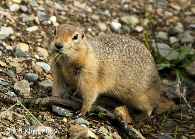 Arctic Ground Squirrel, Denali  National Park  3