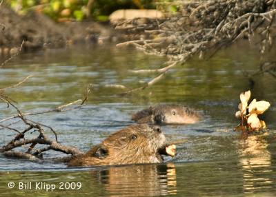 Beavers, Denali  National Park  4