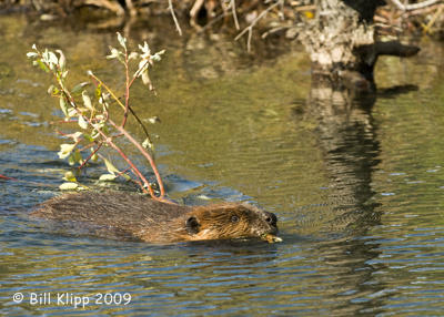 Beaver, Denali  National Park 3