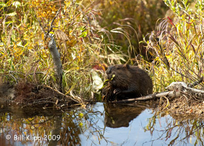Beaver, Denali  National Park  2