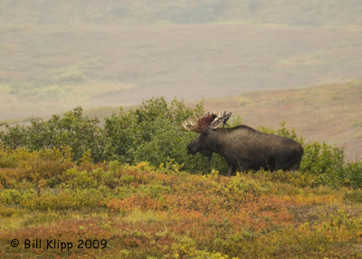 Moose, Denali  National Park  3