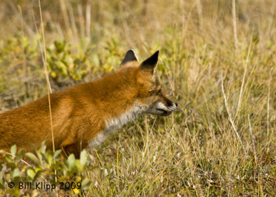 Red Fox, Denali  National Park  2