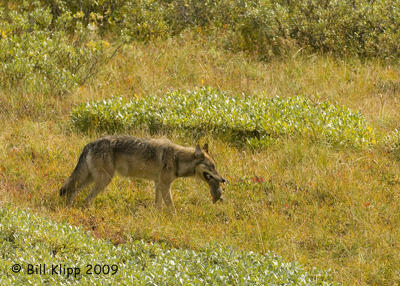 Wolf with Arctic Ground Squirrel for lunch, Denali  2