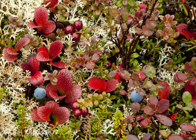 Blue Berries, Denali  1