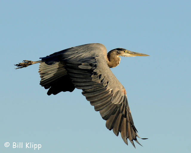 Great Blue Heron  8