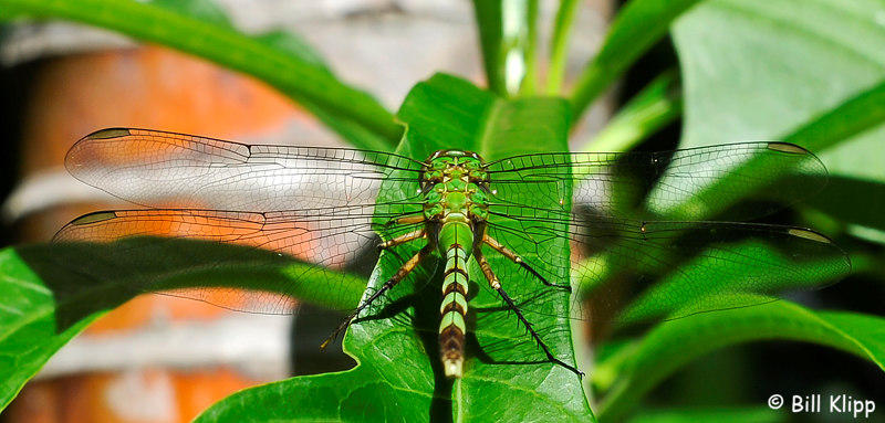 Green Dragonfly  3