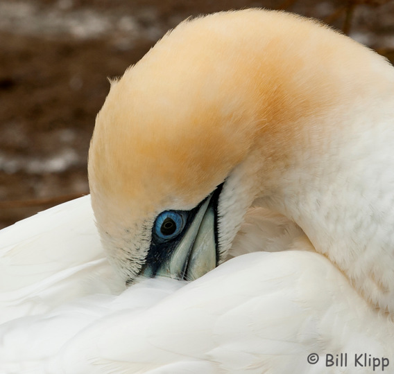 Gannet,  Napier / Cape Kidnappers  1