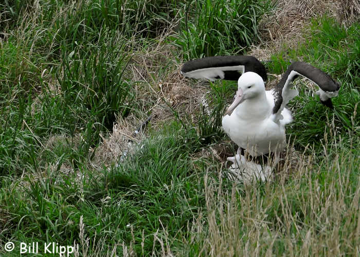 Northern Royal Albatross with Chick,  Otago Peninsular  1