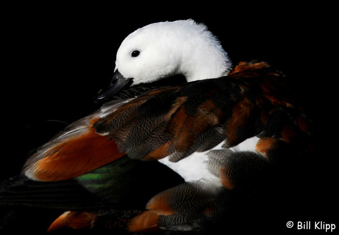 Paradise Shelduck  1