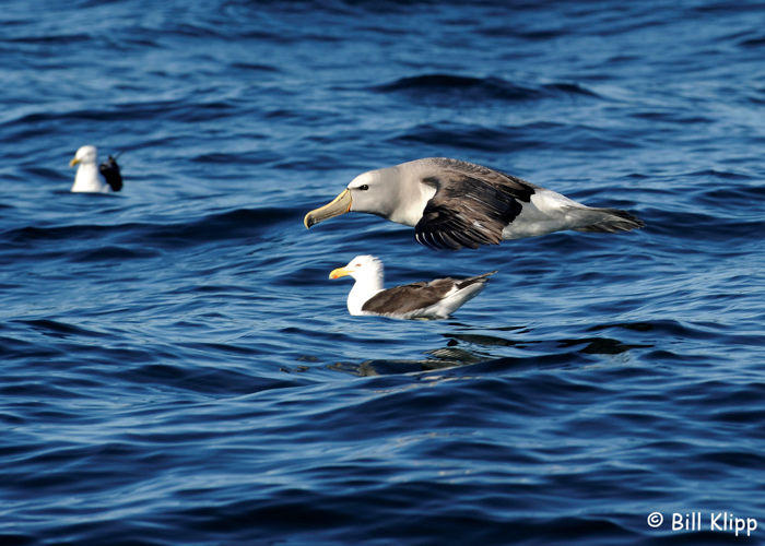 Salvins Albatross with Kelp Gulls,   Kaikoura   4