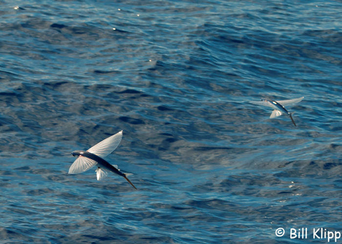 Flying Fish,  North Island  3