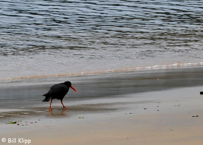 Variable Oyster Catcher,  Ulva Island  1