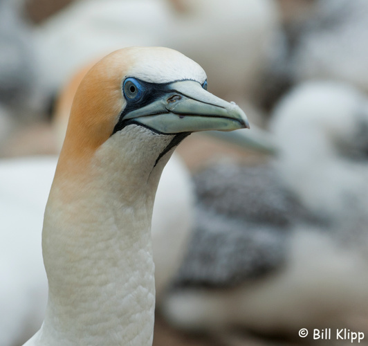 Gannet,   Napier /  Cape Kidnappers   6
