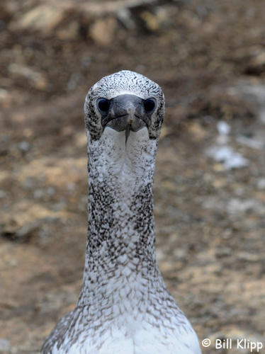 Gannet  Chick,  Napier /  Cape Kidnappers   8