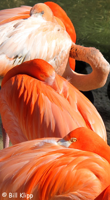 Caribbean Flamingos,  San Diego Zoo   1