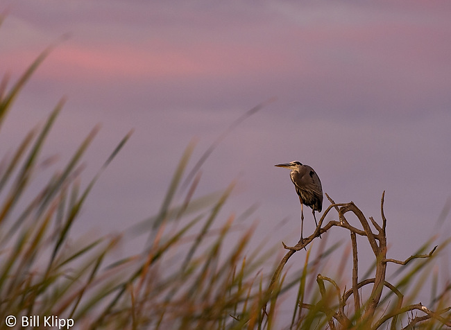 Great Blue Heron  3