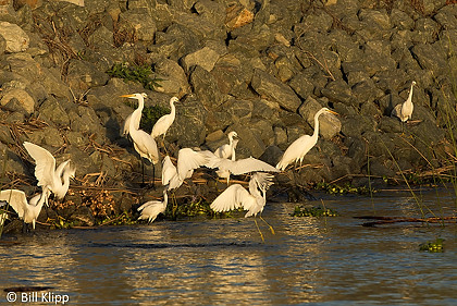 Egrets gathering to feed  15