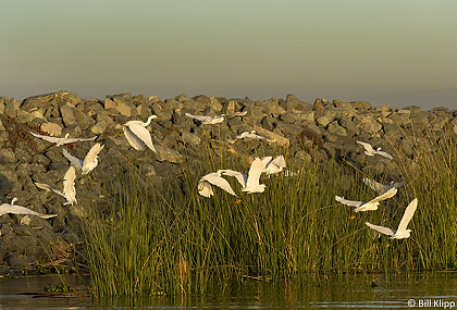 Egrets gathering to feed  16