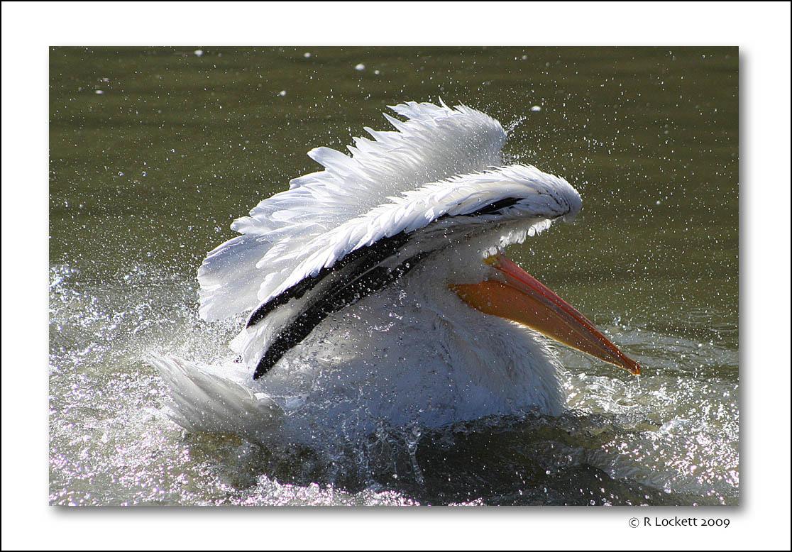 Winging It
