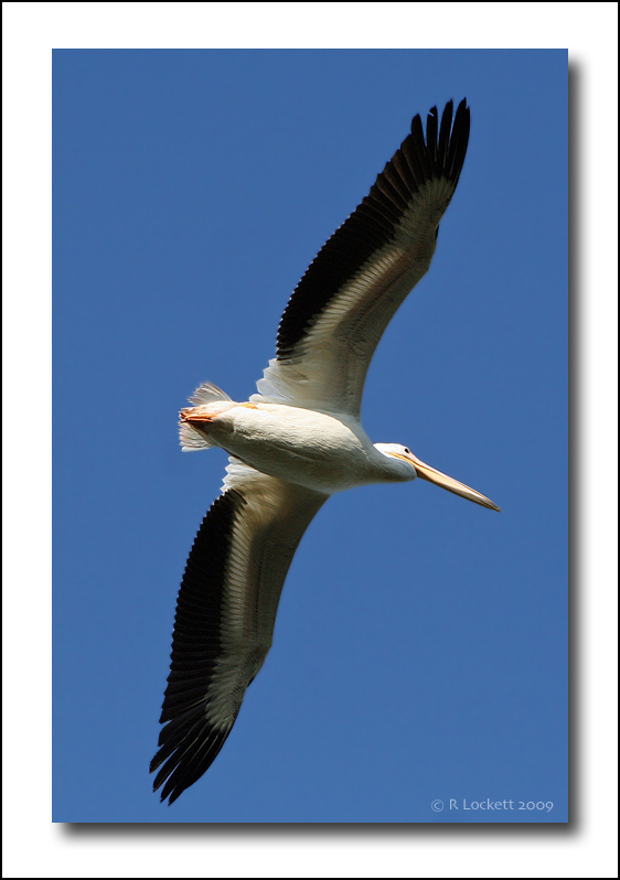 Soaring