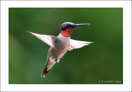 Ruby-throated hummingbird