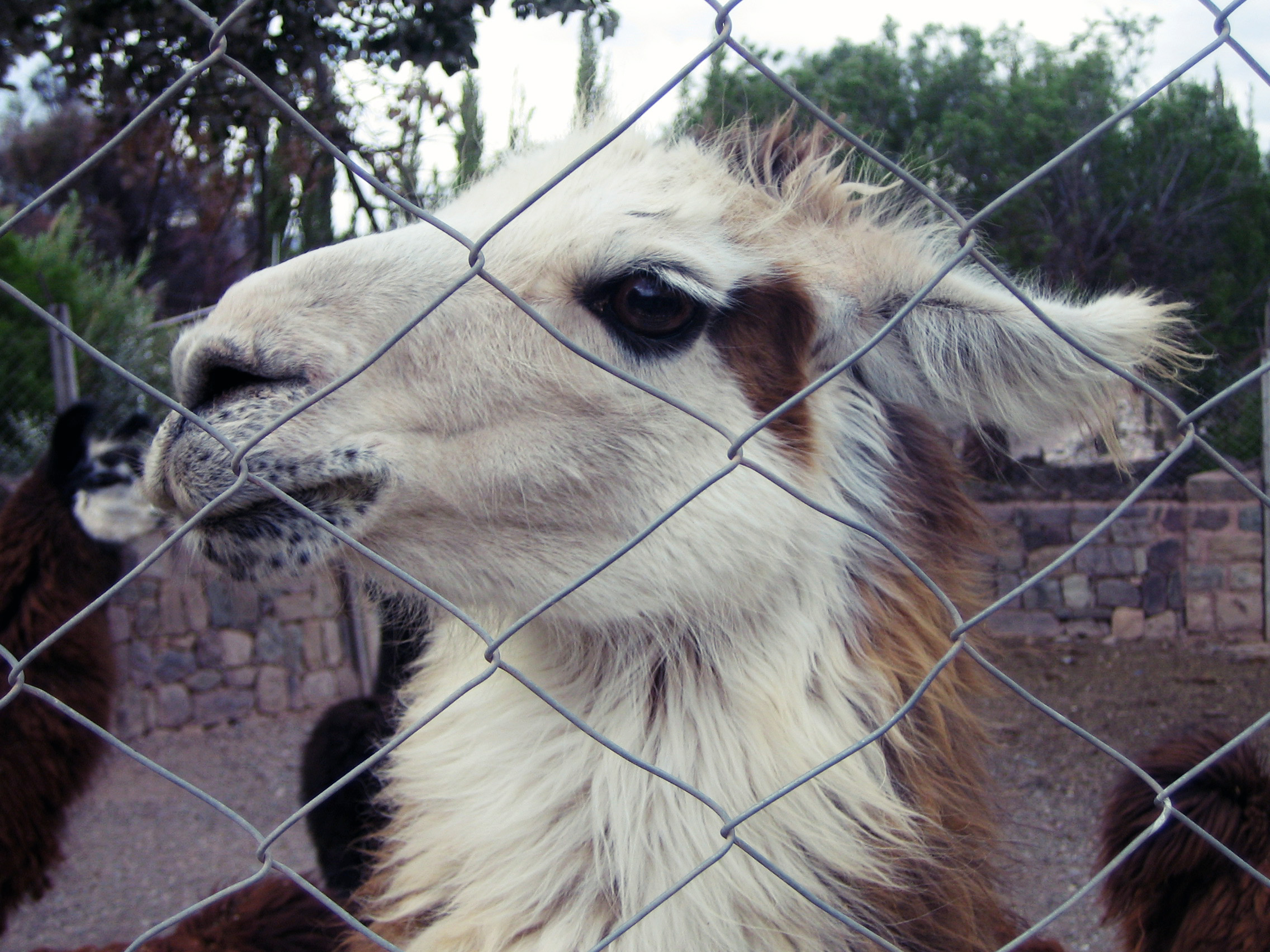 up close and personal with my llama friend