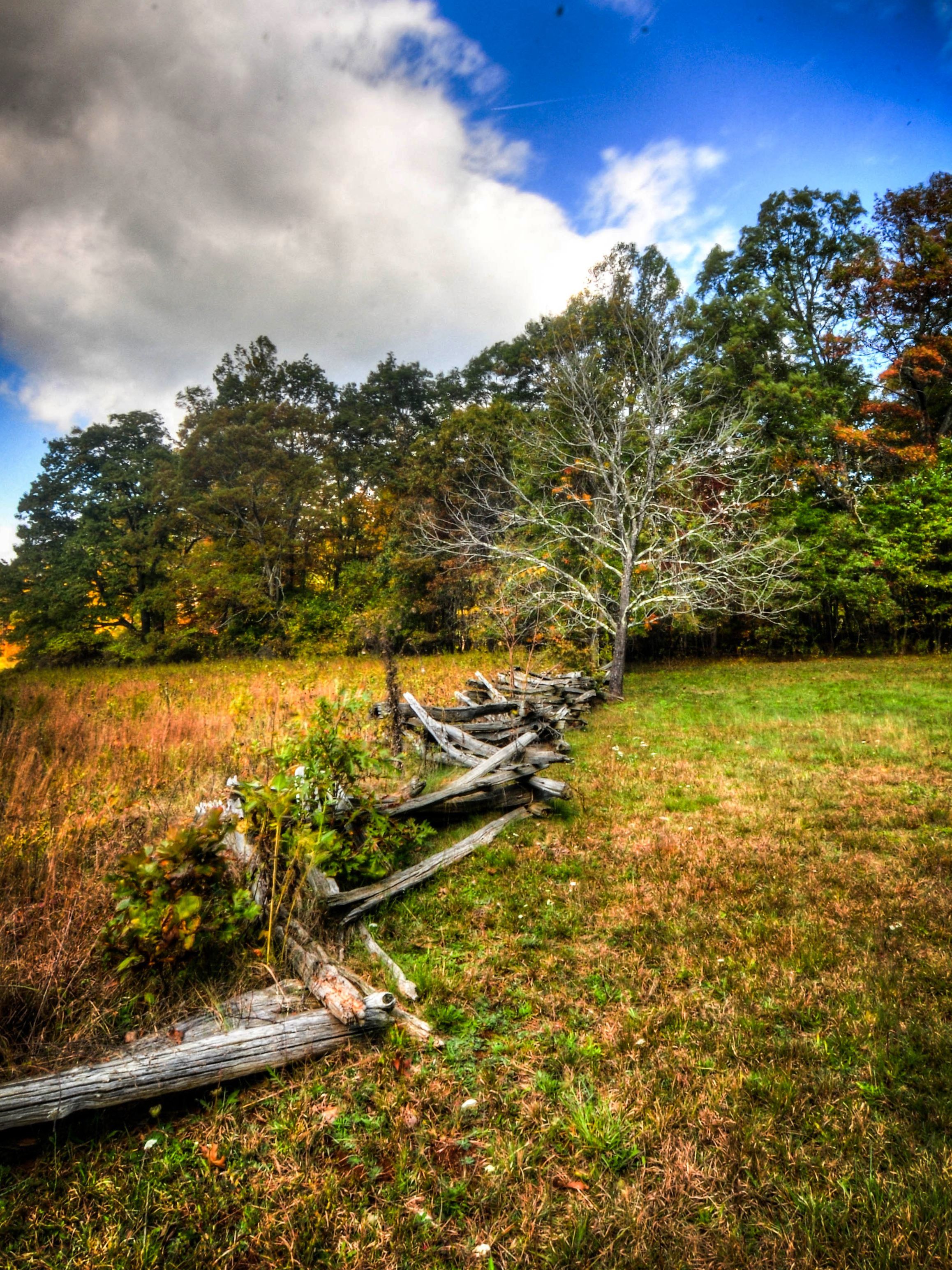 Fence and Tree