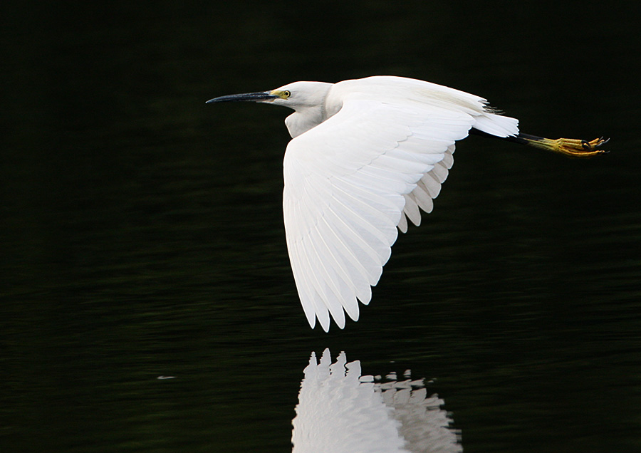 Little Egret