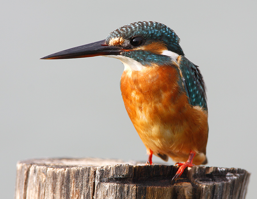 Common Kingfisher