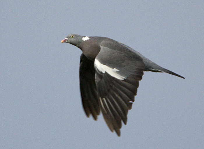 Common Wood Pigeon / Ringduva