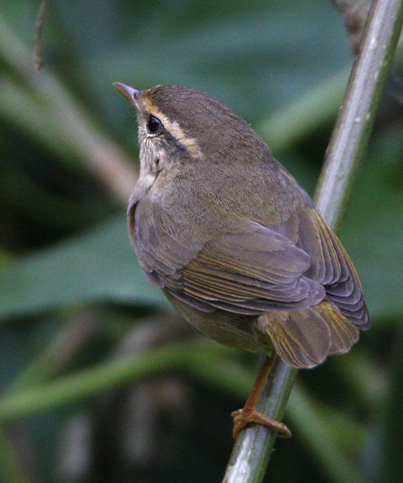 Raddes Warbler
