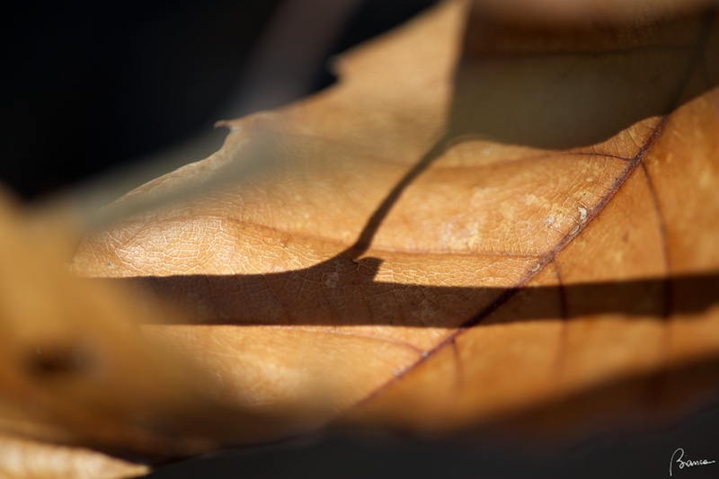 shadows on brown