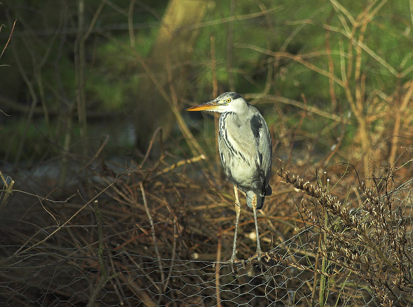 Blauwe Reiger:Blue Heron Kalmthout 20 januari 2009