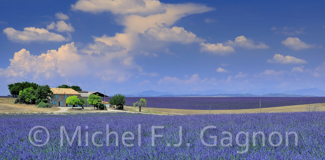 Valensole6 (22) - HM