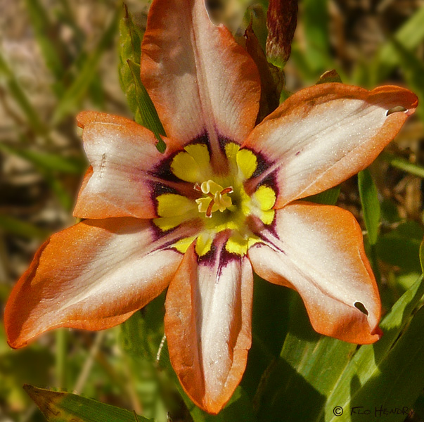 Wandflower (Sparaxis tricolor )