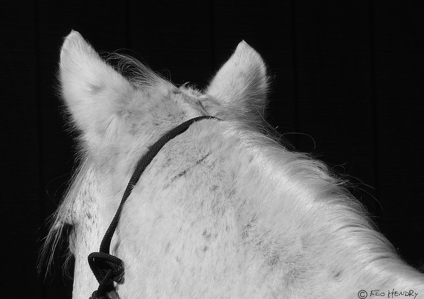 Grey Dreamer