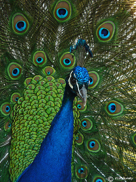 Majestic Eyes
