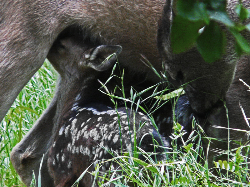 Fawns Lunch