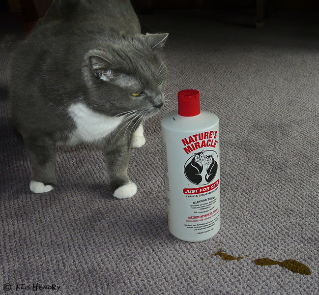Mess Left by a Cat